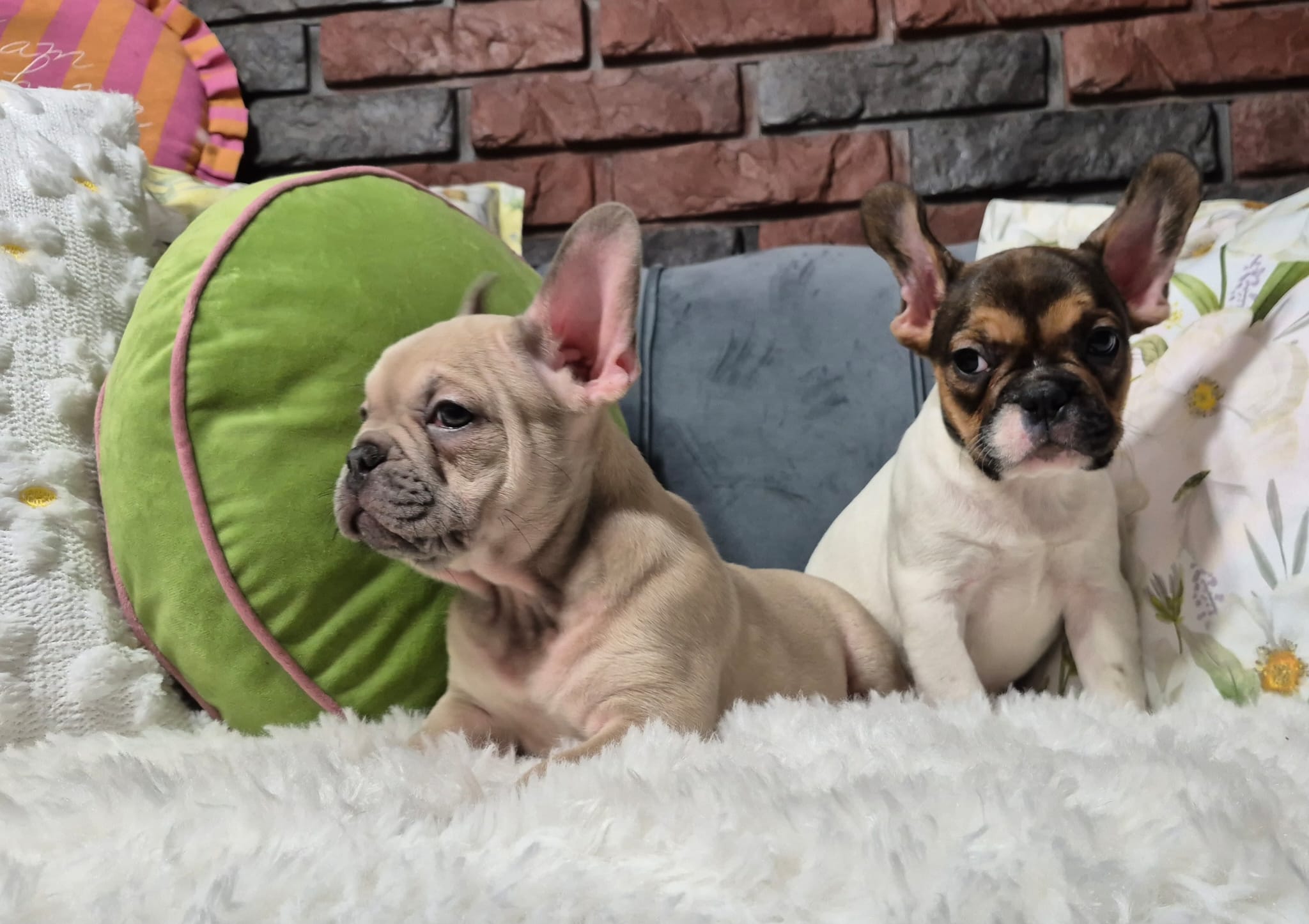 WhatsApp Image 2026-02-22 at 08.43.18 (1)