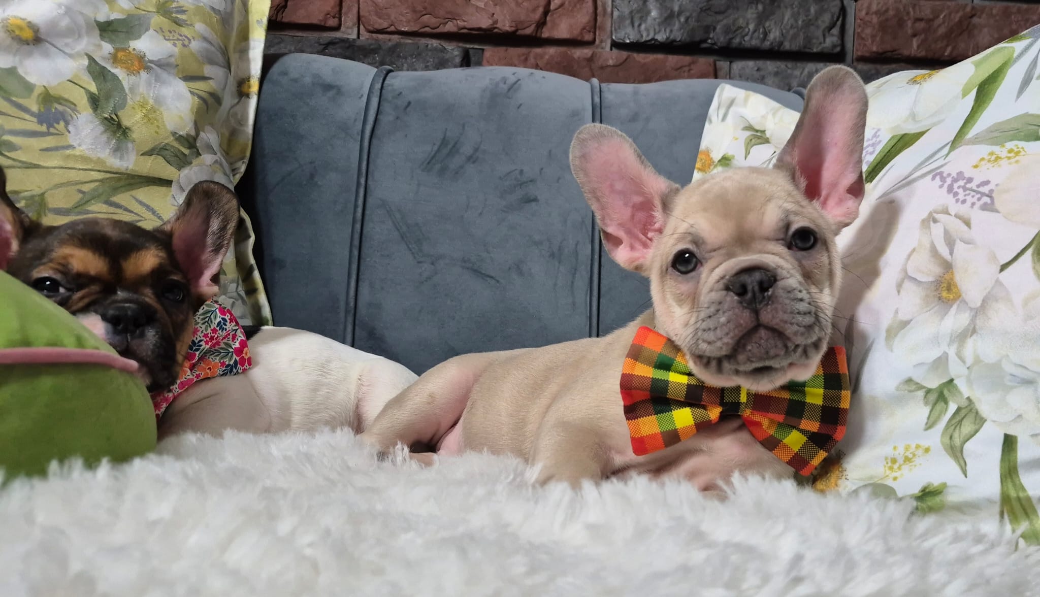 WhatsApp Image 2026-02-22 at 08.43.18 (3)