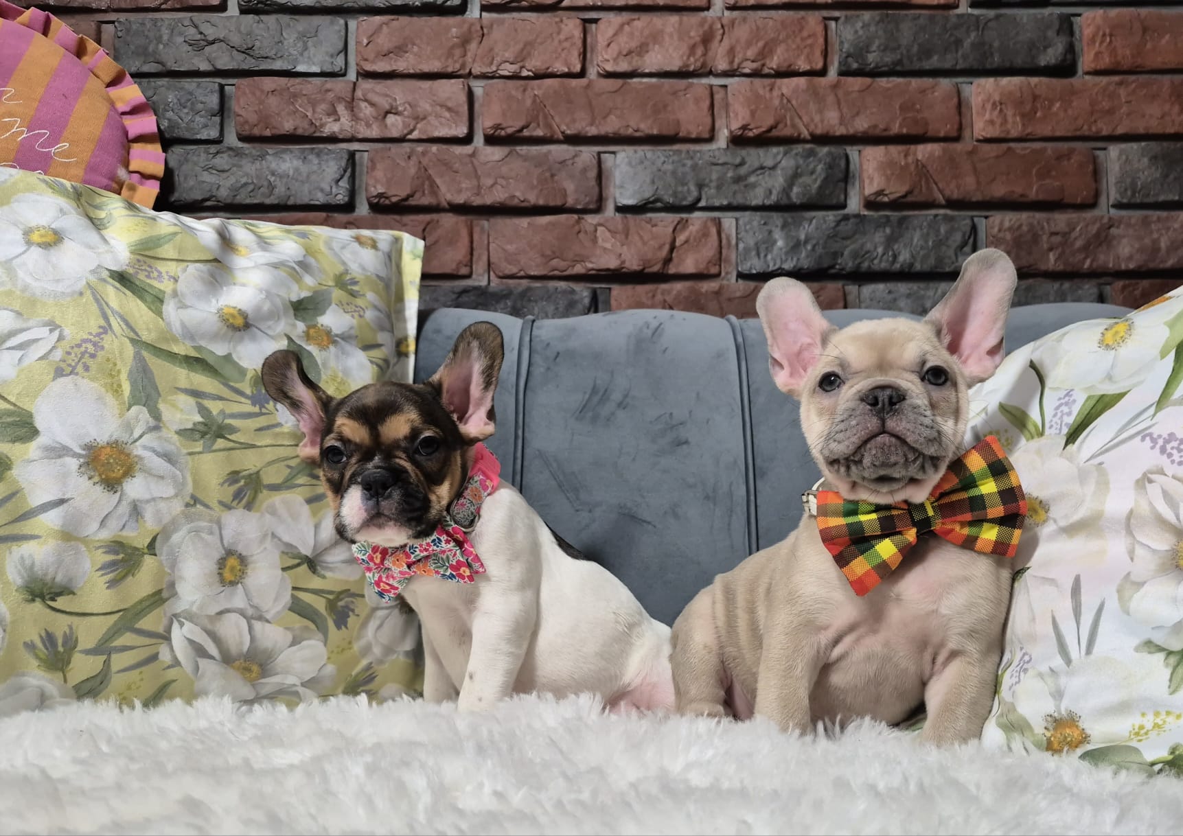 WhatsApp Image 2026-02-22 at 08.43.18 (4)