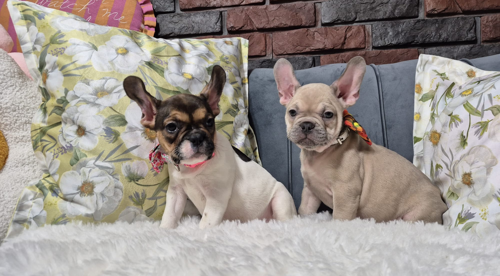 WhatsApp Image 2026-02-22 at 08.43.19 (4)