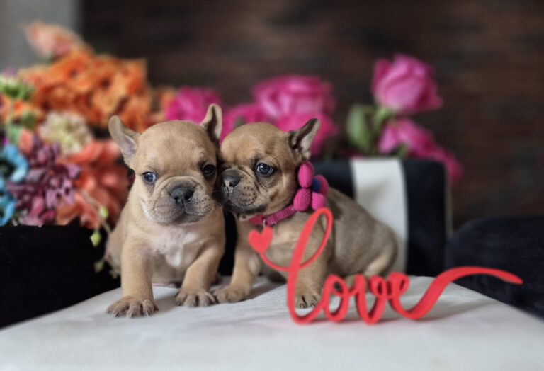 Szczenięta buldoga francuskiego rodzeństwo Lucek i Lucynka w wiosennej scenerii Książęca Zagroda